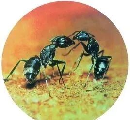 生态系统的信息传递素材图片_物理信息化学信息行为信息_生态系统信息传递类型