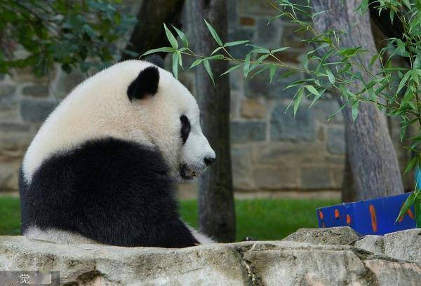 尼克松与大熊猫兴兴玲玲的秘闻_大熊猫抵美50周年纪念活动_美国明星去看大熊猫