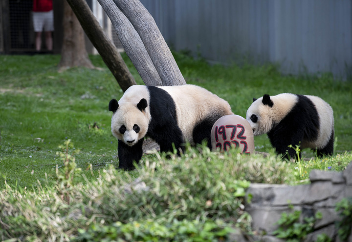 美国明星去看大熊猫_大熊猫抵美50周年_中美大熊猫保护合作
