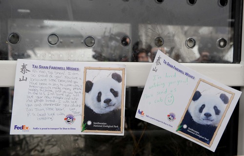 大熊猫抵美50周年_美国明星去看大熊猫_中美大熊猫保护合作