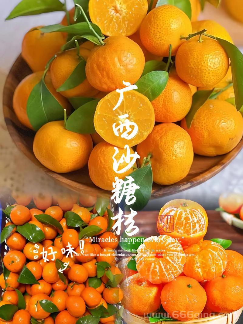 沙糖桔梗的出处是哪里?为什么突然火起来了?