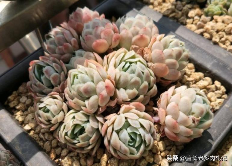 月影辅助,上古卷轴5中打了哪些mod后