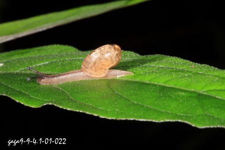 cf蜗牛透视,手机拍照有哪些构图方法?