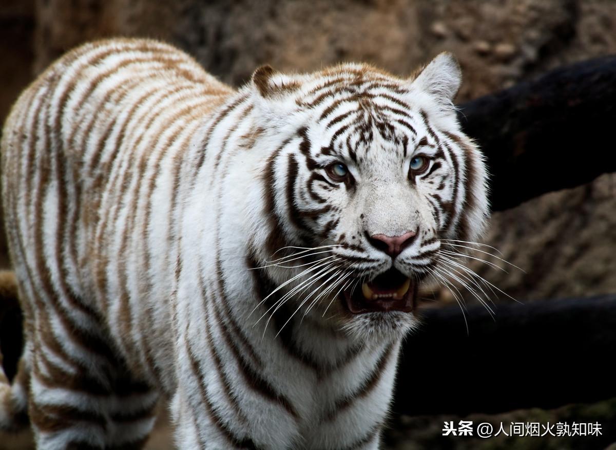 真野猪腰带,70级红眼最强装备