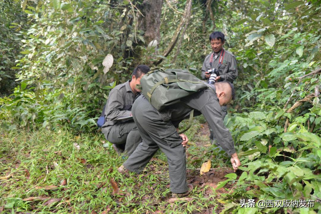 地下城守护者2秘籍,厄运小姐大招天赋?